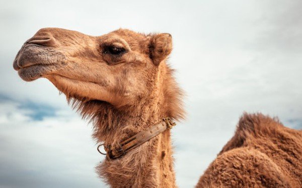 Robust Integration Solutions With Apache Camel And Spring Boot