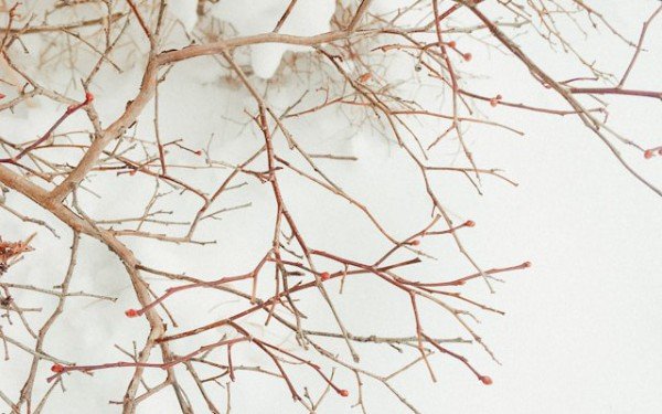 Scaling ML Models Efficiently With Shared Neural Networks